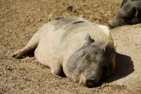 Piggy — Stock Photo, Image