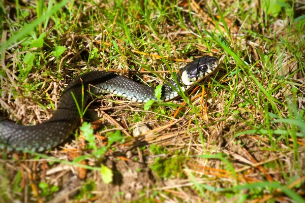 stock image Grass snake 01