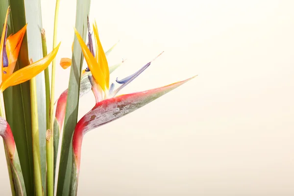 Blumen Hintergrund — Stockfoto