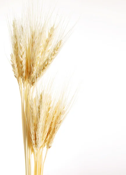 Stock image Wheat