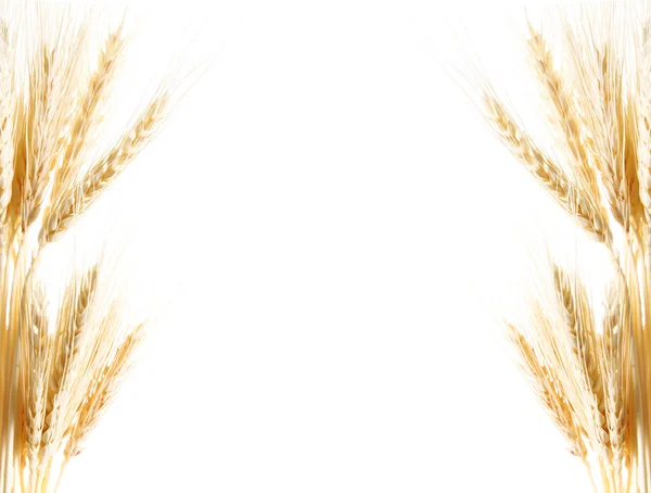 Latar belakang gandum — Stok Foto
