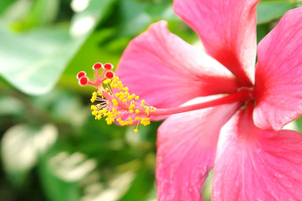 Beauty flower — Stock Photo, Image