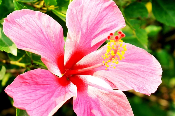Fiore di bellezza — Foto Stock