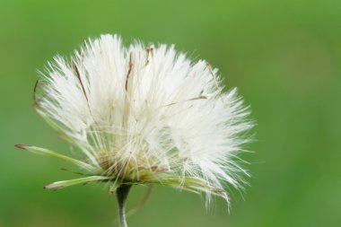 Dandelions yeşil zemin üzerine. çiçek resim