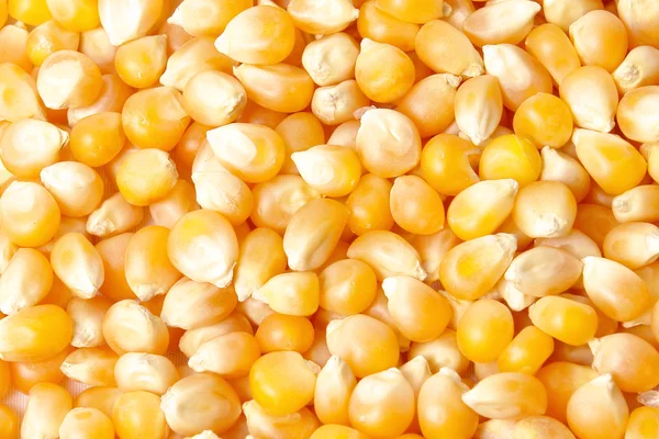 Gula Korn Majs Med Ljuseffekter与光线影响玉米的黄粒 — 图库照片