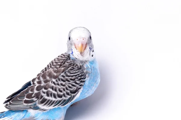 Птах — стокове фото