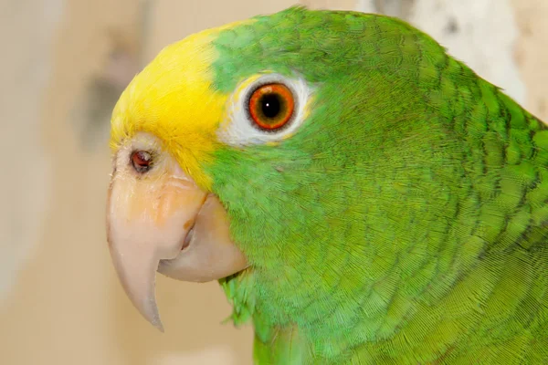 Зелені Жовті Папуга Тропічна Птах Колумбії — стокове фото