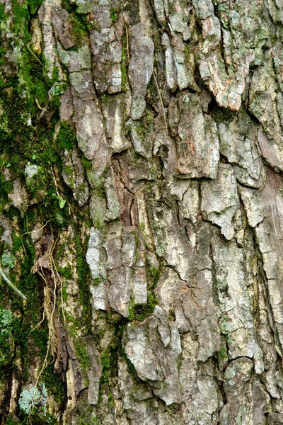 Старая Текстура Дерева Мхом Вертикальное Изображение — стоковое фото