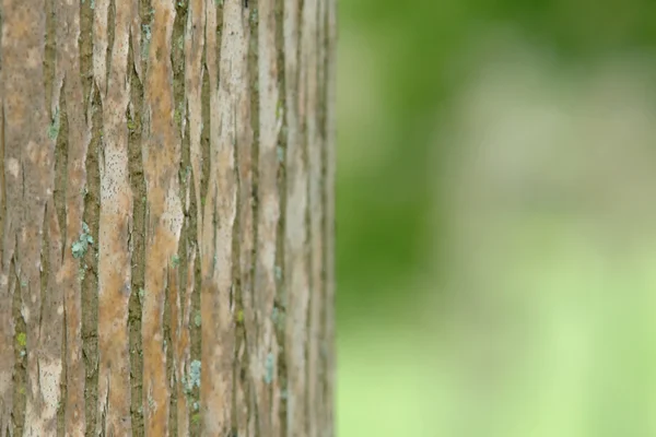 Baumstruktur Auf Grünem Natürlichem Hintergrund Kontrastbild — Stockfoto
