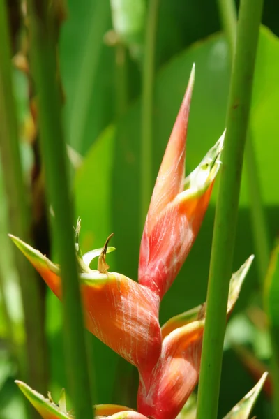 緑と自然の背景にオレンジ色の花 — ストック写真