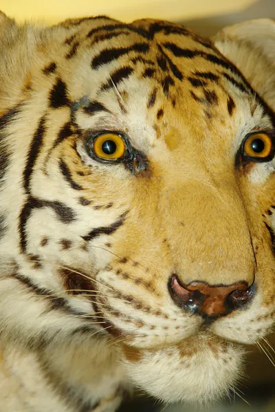 Tiger Mit Gelben Und Tiefen Augen Kopf Nahaufnahme — Stockfoto