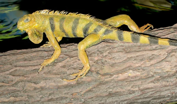 Verde Iguana Reptil Caminando Sobre Textura Del Árbol — Foto de Stock
