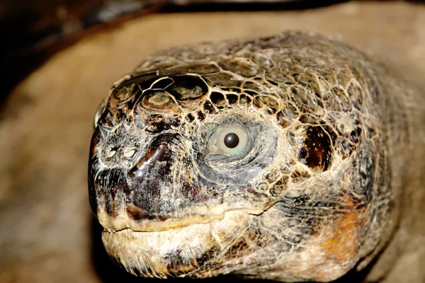 Turtle Head Closeup His Face Animal Image — Stock Photo, Image