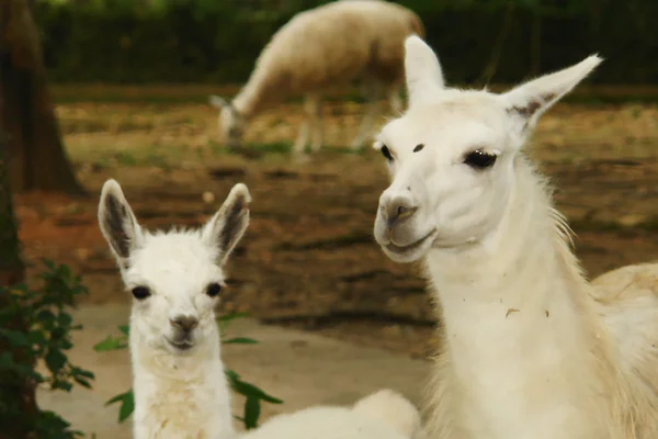 Dois Llamas White Animal Fundo Natural — Fotografia de Stock