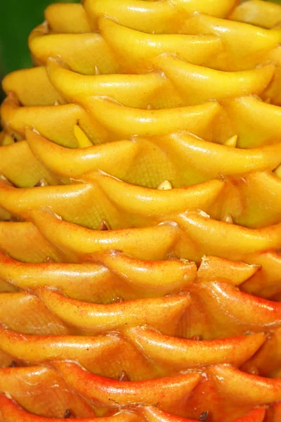 Texture Floreale Arancione Immagine Naturale Forme Astratte — Foto Stock