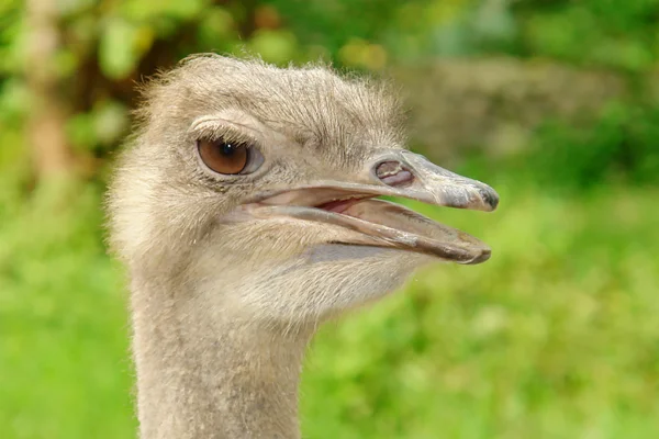 Ostrich Head Natural Green Background Animal Image — Stock Photo, Image