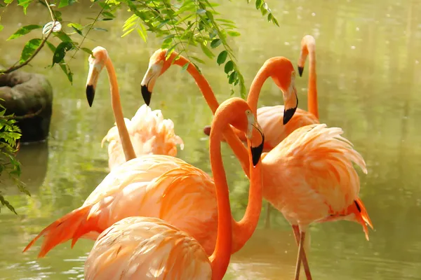 Oranžové Plameňáci Jezeře Pozadí Zvířecí Obrázek — Stock fotografie