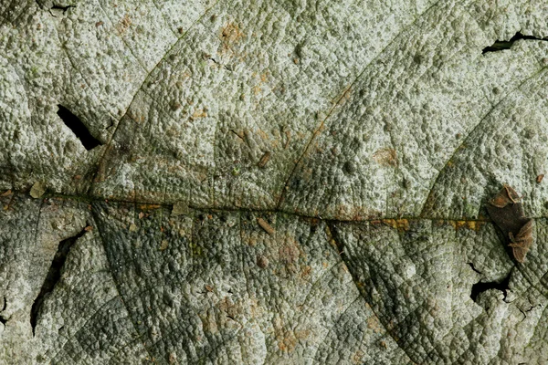 Cracked Stone Gray Ribbed Textured — Stock Photo, Image