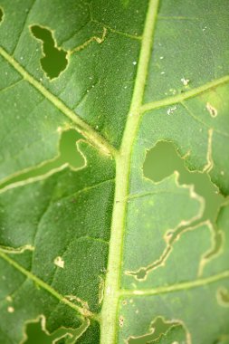 Green leaf background with holes. Natural Background clipart