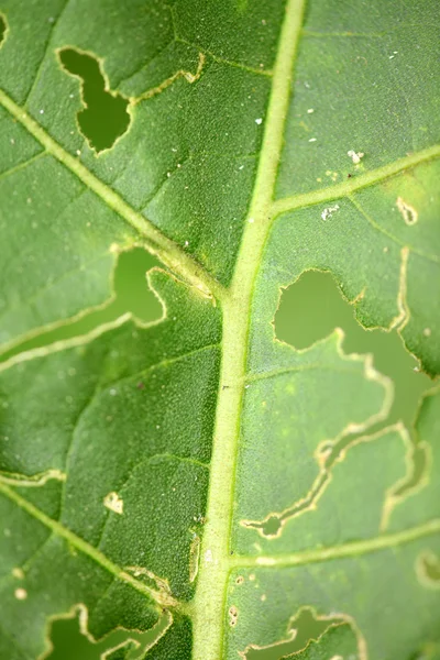 Green Leaf Background Holes Natural Background — Stock Photo, Image