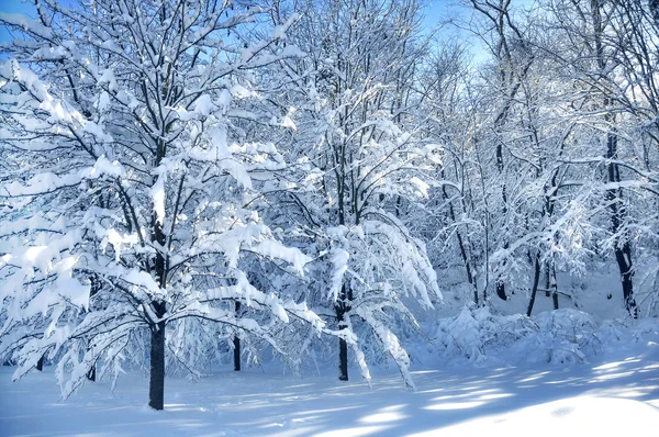 stock image Snow on Trees