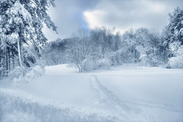 Snö på träden — Stockfoto