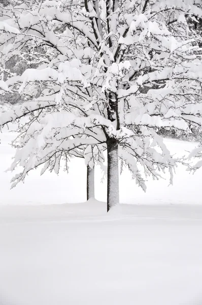 雪在树上 — 图库照片