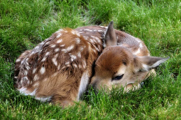 Resting Fawn — Stock Photo, Image