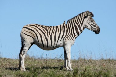 Zebra ve oxpecker