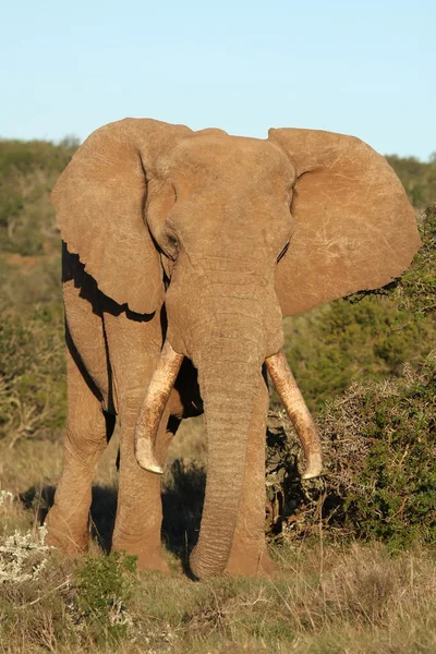 Afrika fili erkek — Stok fotoğraf