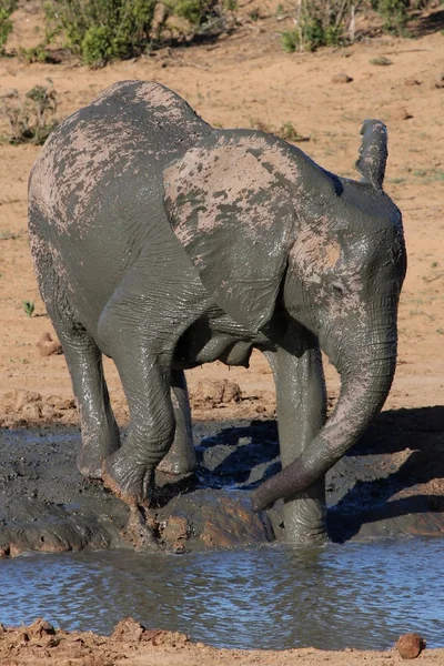 Mud Elephant yıkanmak — Stok fotoğraf