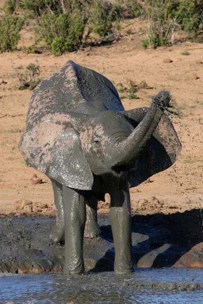 Elephant Mud Bathe — Stock Photo, Image