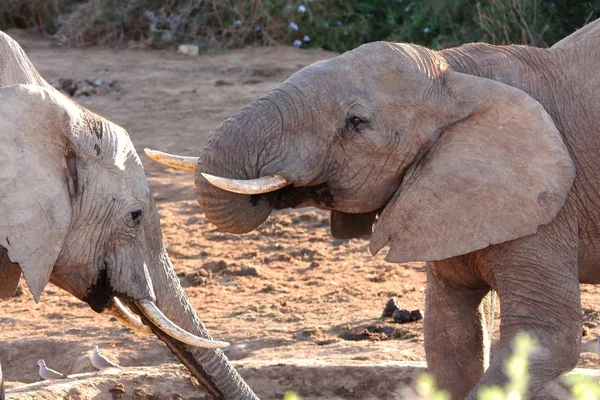 Słonie afrykańskie — Zdjęcie stockowe