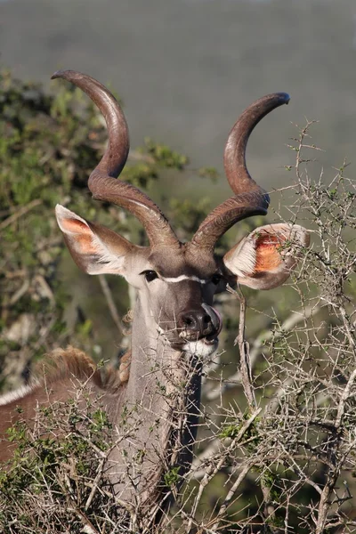 Kudu羚羊 — 图库照片