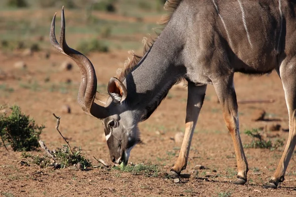 Male Kudu Antelope Eating — Stock Photo, Image