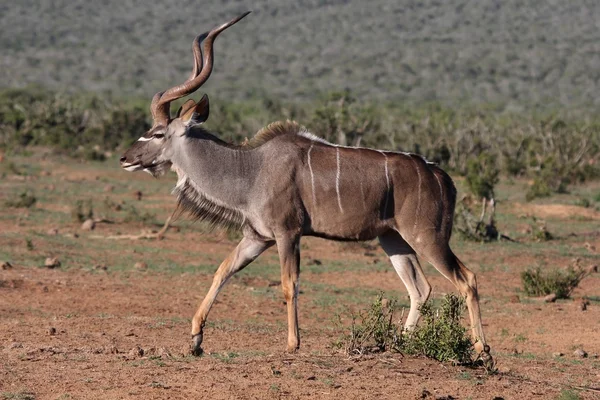 Antílope Kudu — Foto de Stock