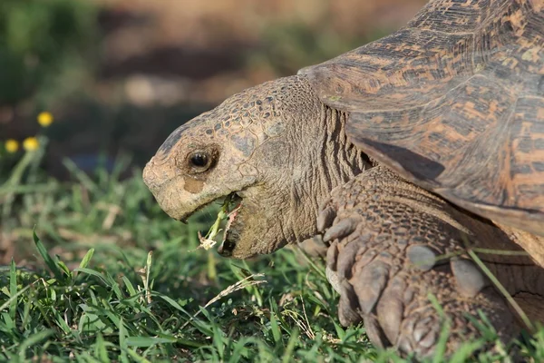 Leopar kaplumbağa yemek — Stok fotoğraf