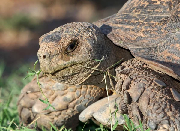 Leopard schildpad eten — Stockfoto