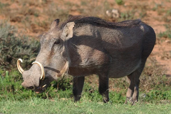 Warthog. —  Fotos de Stock