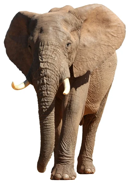 Słoń afrykański na białym tle — Zdjęcie stockowe