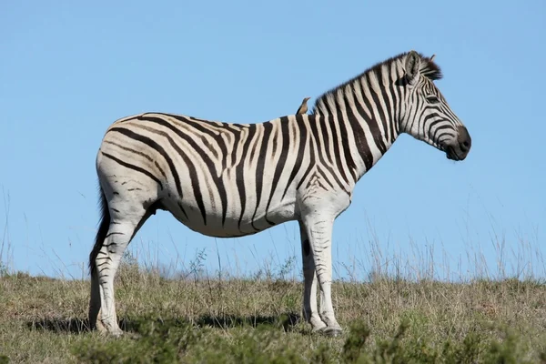 Zebra och oxhackare — Stockfoto