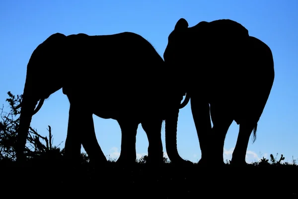 Silueta de elefantes africanos — Foto de Stock