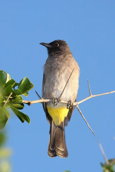 Amarillo ventilado Bulbul Bird —  Fotos de Stock