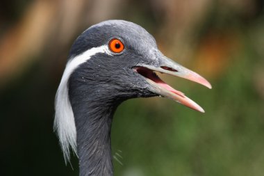 Demoiselle Crane Bird clipart