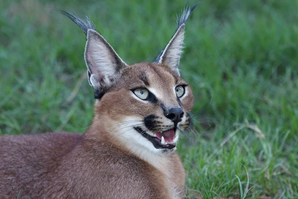 Retrato de Caracal o Lynx — Foto de Stock
