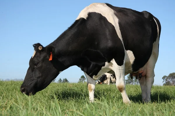 牧草地で牛 — ストック写真