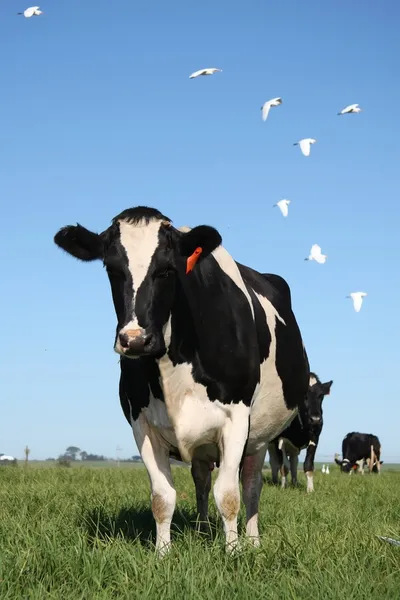 Коровы на пастбище с птицами — стоковое фото