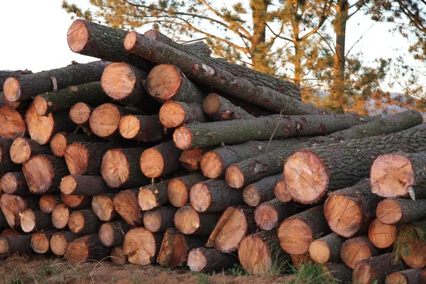 Pine tree logboeken — Stockfoto