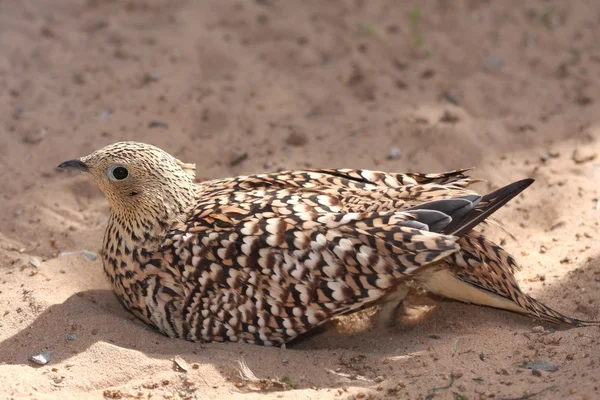 Sand Grouse Uccello — Foto Stock