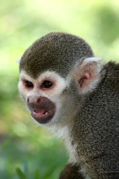 Portret małpa wiewiórki — Zdjęcie stockowe